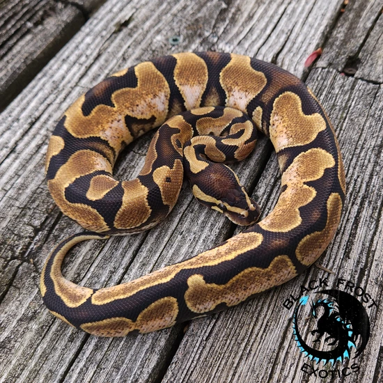 Calico Garden Fase Python Calico Ball Python by Black Frost Exotics