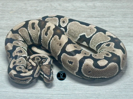 Anthantic Ball Python VPI Axanthic Ball Python by Kaotic Reptiles