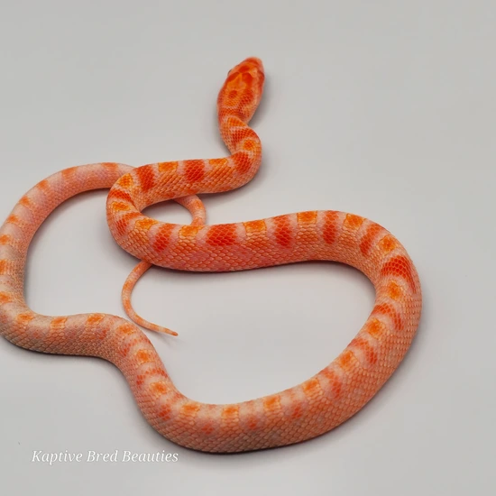 Red Factor Snake 2025 Red Factor Reverse Okeetee Het Anery Corn Snake by Kaptive Bred ...
