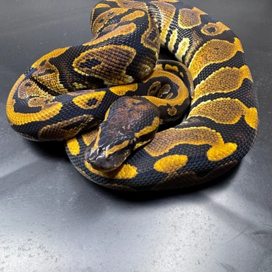 Super Nr Mandarin Het Hypo Ball Python - male for sale from Karpat_ball_python