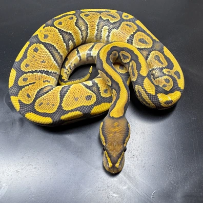 Nr Mandarin Hypo Ball Python - male for sale from Karpat_ball_python