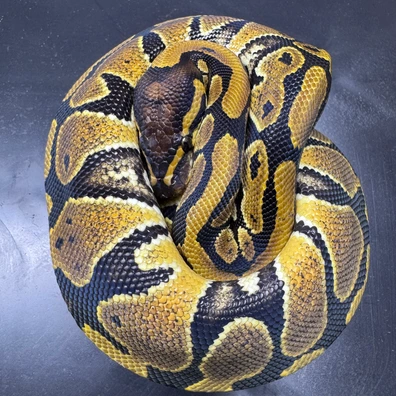 Nr Mandarin Het.hypo Ball Python - female for sale from Karpat_ball_python