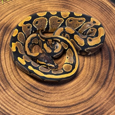 Super Nr Mandarin Het.Hypo Ball Python - female for sale from Karpat_ball_python