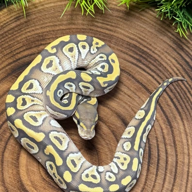 Mojave Hypo Dg Ball Python - female for sale from Karpat_ball_python