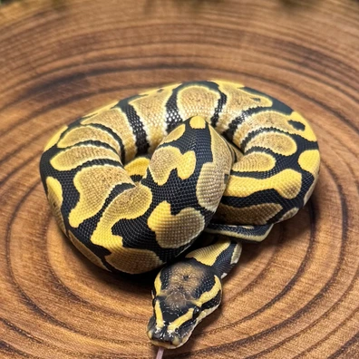 Dg Het Hypo Ball Python - female for sale from Karpat_ball_python
