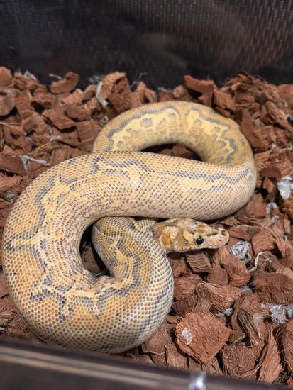 Freeway Clown Het Pied Ball Python by Karr Reptiles