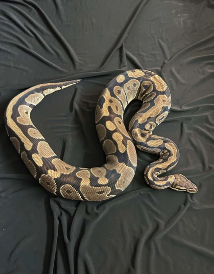Normal Ball Python by Nightshade Exotics & Aquatics