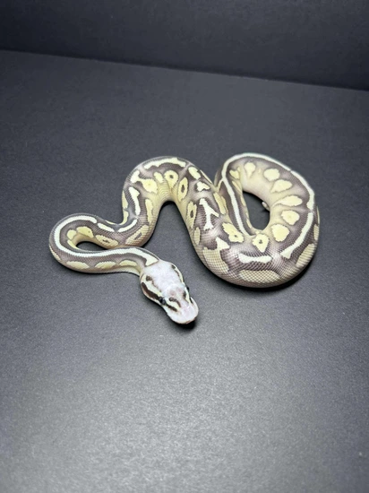 Super Pastel Butter Or Lesser Ball Python by Nightshade Exotics & Aquatics