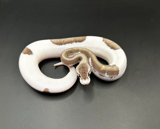 Grey Matter Ball Python by Inked Lady Morphs