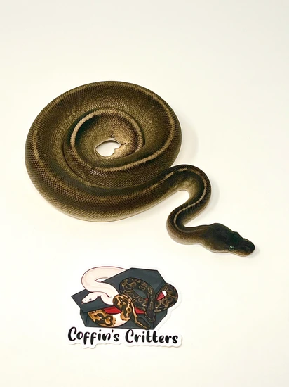 Cinnamon Mahogany Mystic Hidden Gene Woma 100% Het Pied Ball Python by ...