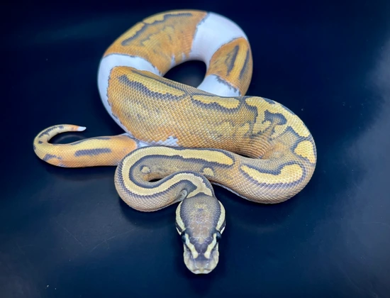 Scrambler Hypo Pied Ball Python by Coffin’s Critters