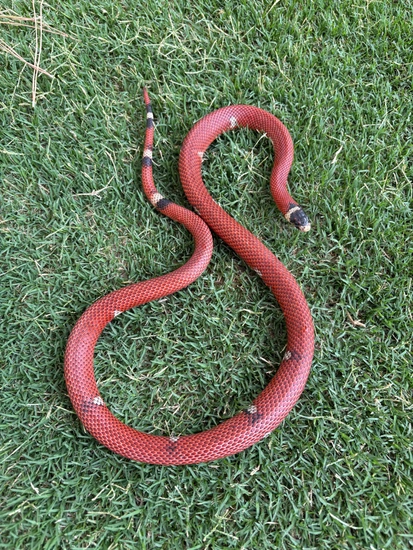 Sinaluan Pattern Vanishing Pattern Sinaloan Milk Snake by Monroe’s exotics