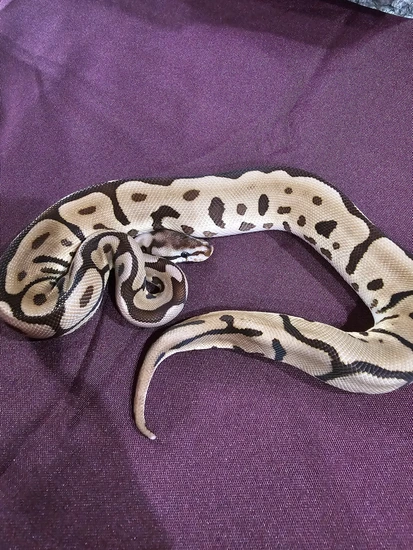 Leopard Spider Ball Python by W & E Reptiles