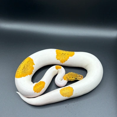Small Collection Ball Python - unknown for sale from L11 royals