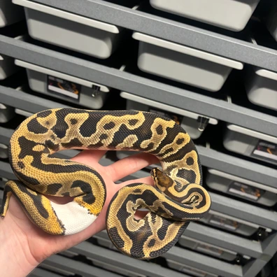Leopard Het Clown 50% Dh Sunset Pied Ball Python - male for sale from L11 royals