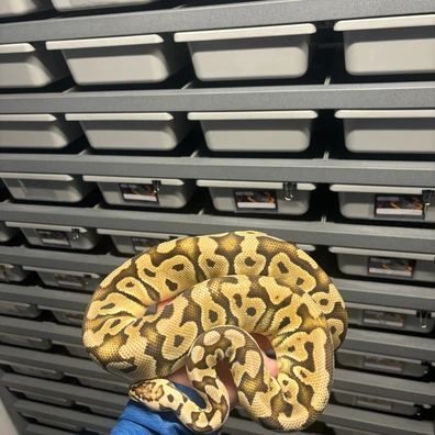 Pastel Crypton Ball Python - female for sale from L11 royals