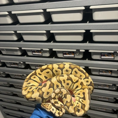 1.3 Group Ball Python - unknown for sale from L11 royals