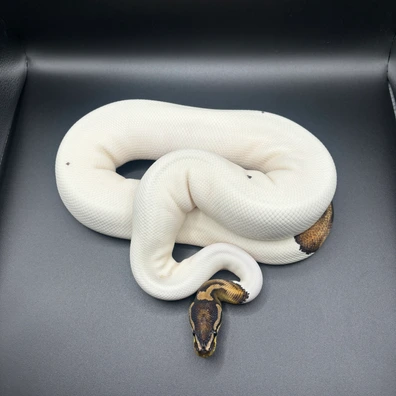 Pied Het Dg