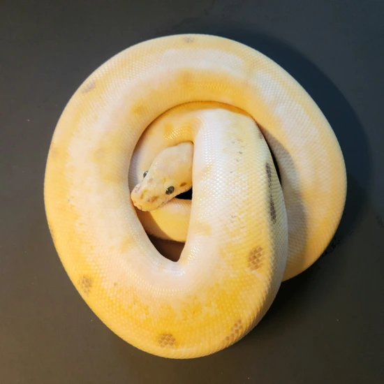 Super Orange Dream Spider Enchi Fire Ball Python by Mighty Morphs
