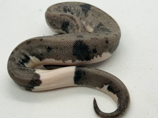Urban Camo Ball Python by Kyle James
