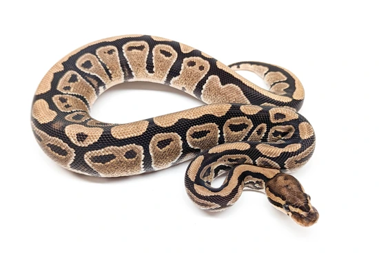 Dinker Ball Python by KBK Reptiles