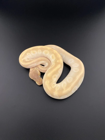 Crystal Ball Python by Kcreptiles
