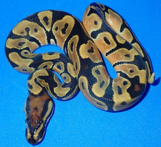 examples gallery — pythonsi: python selective... Het Candy Ball Python by KD Selective Creations