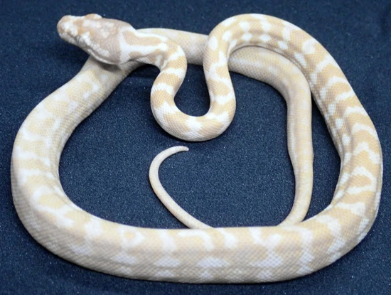 Snow Python Care Snow Carpet Python Other Carpet Python by KD Selective Creations
