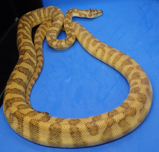 examples gallery — pythonsi: python selective... 2024 Double Dose Hypo Bredli Jag Pos Het Albino Other Carpet Python by ...