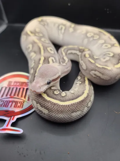 Mystic Phantom Pastel Female Ball Python by Bleeding Moon Exotics
