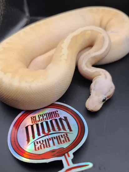Female Ghi Yellow Belly Sterling. Ball Python by Bleeding Moon Exotics