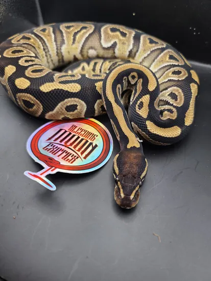 Mystic Female Ball Python by Bleeding Moon Exotics