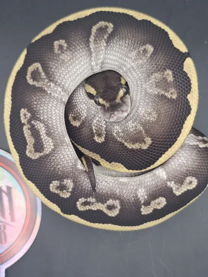 Ghi Leopard Mojave Ball Python by Bleeding Moon Exotics