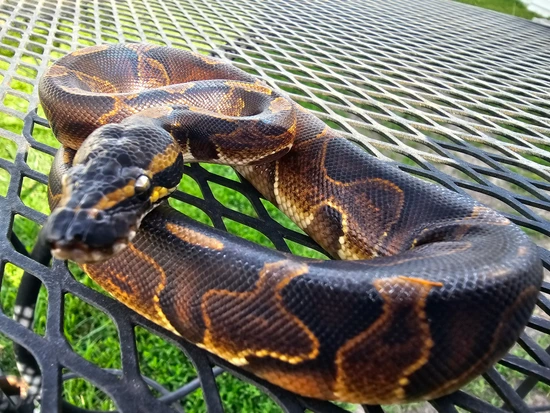 Ghi Leo Enchi Het Hypo Male Ball Python by Bleeding Moon Exotics