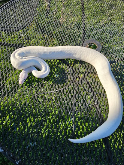 Super Fire Pastel Het Clown Female Ball Python by Bleeding Moon Exotics