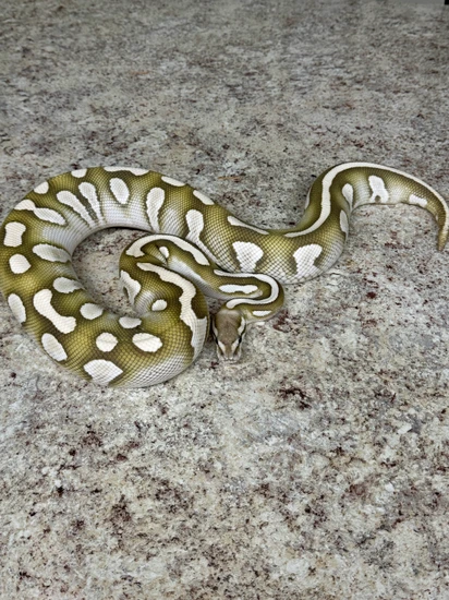 Chocolate OD Butter DG 50% Het Hypo (Has Follicles) Ball Python by Hook ...