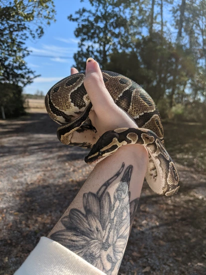 Normal Ball Python by Mythical Morphs