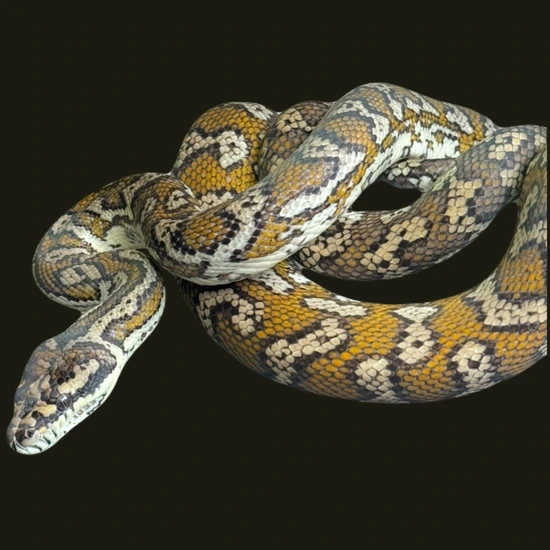 Darwin Het Albino Darwin Carpet Python by Keeper Exotics