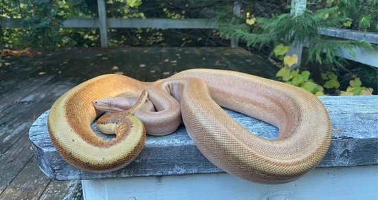 Hypo Sterling Colombian Boa Constrictor by Midlands Pythons
