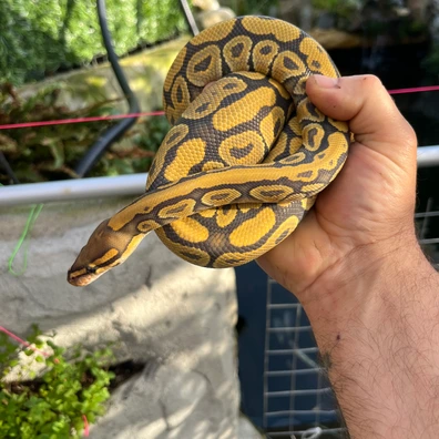 Hypo NR Mandarin 50% Het Clown Ball Python - female for sale from MorphDreamers