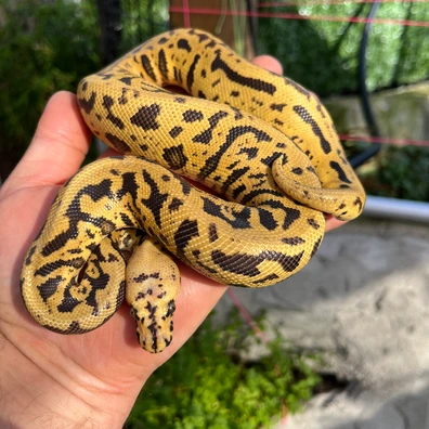 GHI Spotnose Leopard Confusion Clown Poss Yellow Belly Poss Het Hypo Ball Python - male for sale from MorphDreamers