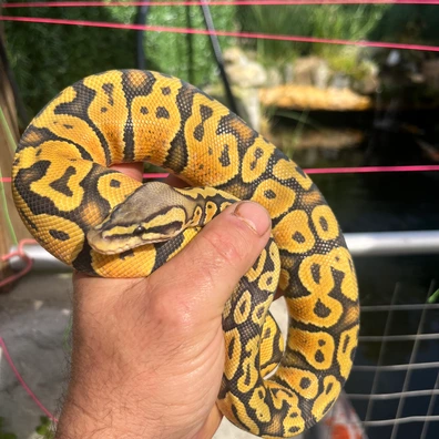 Hypo Nr Mandarin Pastel 50% Het Clown Ball Python - female for sale from MorphDreamers