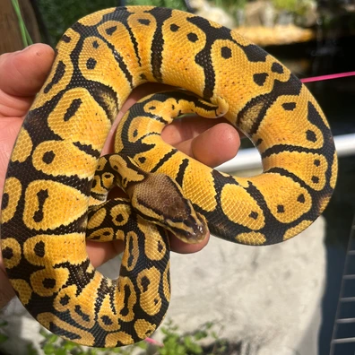 Nr Mandarin Pastel Het Hypo 50% Het Clown Ball Python - male for sale from MorphDreamers