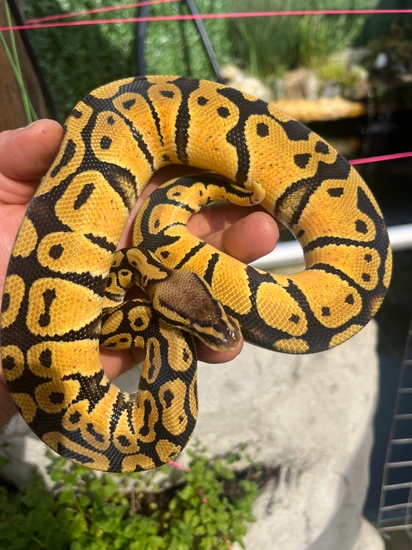 Nr Mandarin Pastel Het Hypo 50% Het Clown Ball Python by MorphDreamers
