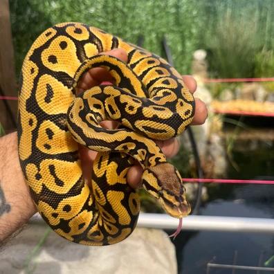 Nr Mandarin Pastel Het Hypo 50% Het Clown Ball Python - female for sale from MorphDreamers