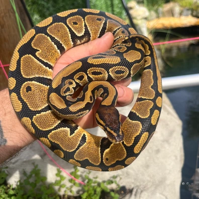Nr Mandarin Het Hypo 50% Het Clown Ball Python - female for sale from MorphDreamers