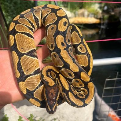 Nr Mandarin Het Hypo 50% Het Clown Ball Python - male for sale from MorphDreamers