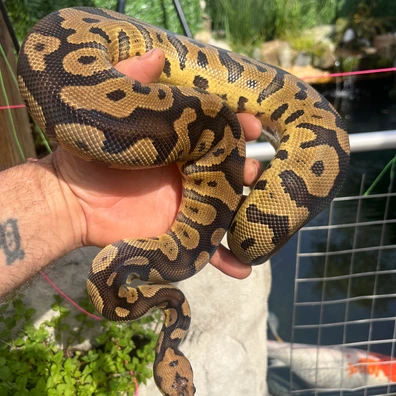 Confusion Clown Ball Python - female for sale from MorphDreamers
