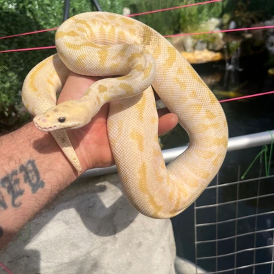Super Spotnose Confusion Lesser Pastel Clown Ball Python - female for sale from MorphDreamers