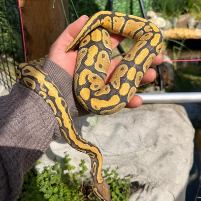 Hypo Nr Mandarin 50% Het Clown Ball Python - male for sale from MorphDreamers